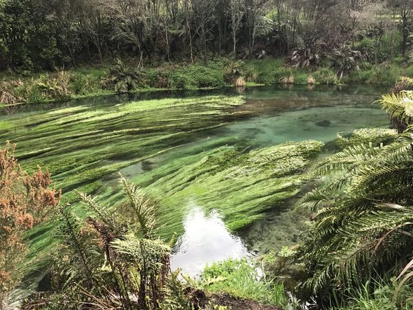 紐西蘭北島│Rotorua羅托路亞＆祕境藍泉Blue Spring