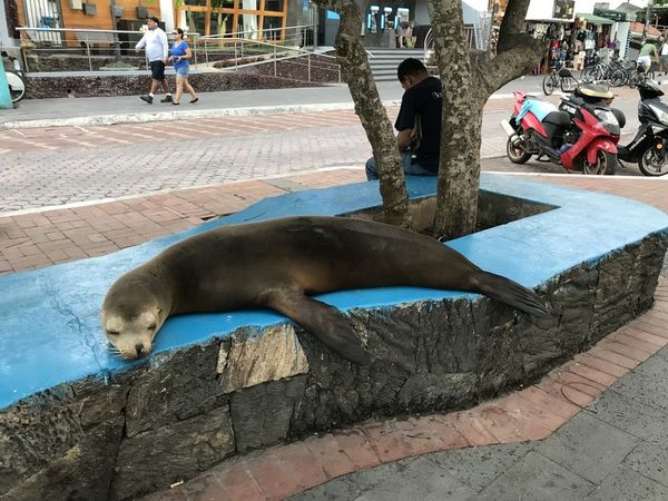 加拉巴哥群島│Santa Cruz景點、交通＆ Pinzon&nbsp;Tour