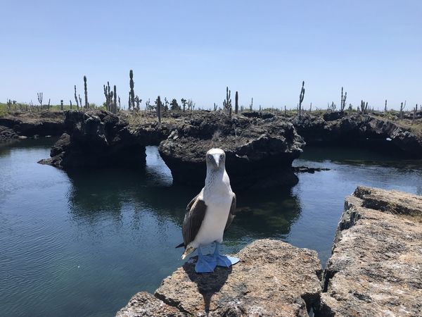 加拉巴哥群島│Isabela島景點＆Las Tuneles Tour＆探索火山