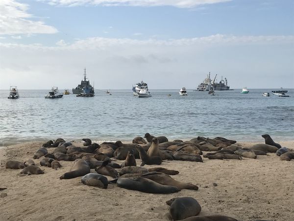 加拉巴哥群島│San Cristobal 景點、交通＆浮潛追槌頭鯊！