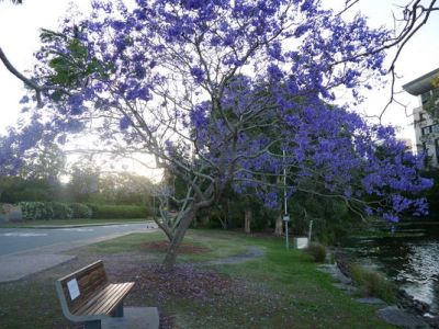 「藍花楹」季節限定！澳洲城市陷入紫色魔幻中