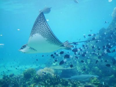 澳洲黃金海岸│水世界、Movie World、Wet’n’Wild三大樂園介紹