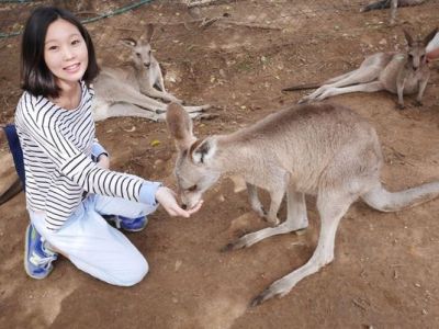 澳洲布里斯本│Lone Pine龍柏樹熊保護區擁抱無尾熊