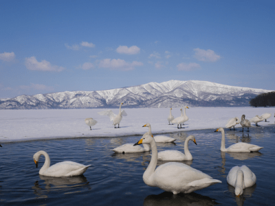 北海道道東八天自助下集【網走-星野度假村】景點、交通、住宿