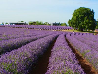 塔斯馬尼亞│不輸南法薰衣草！南半球最大薰衣草園＆小藍湖一日遊