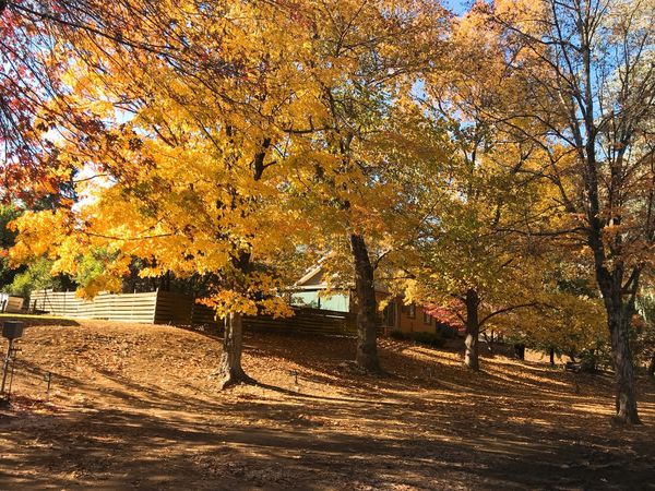 維州輕旅行│走訪三個特色小鎮Bendigo、Bright、Echuca