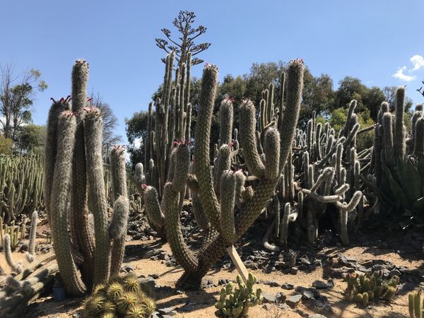 墨爾本郊區│八大景點懶人包(天空之鏡、蒸汽火車、彩虹小鎮、仙人掌園)