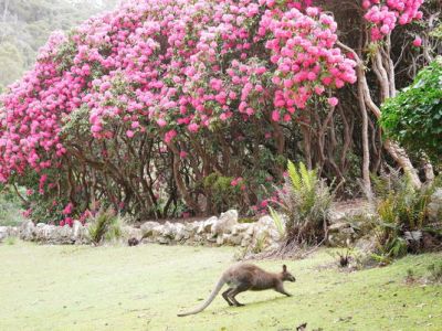塔斯馬尼亞│Launceston景點、Cataract Gorge峽谷