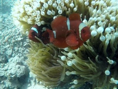 菲律賓科隆│七天六夜行前準備、旅遊攻略、跳島景點、潛水資訊(上集)