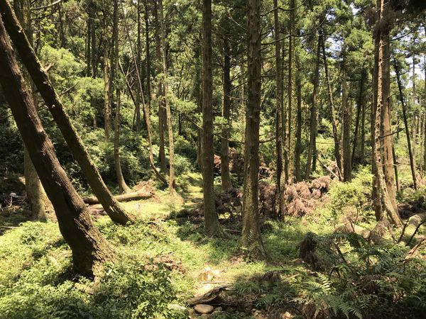 陽明山│東西大縱走頂山線一日步道(交通、步道資訊)風櫃嘴-擎天崗
