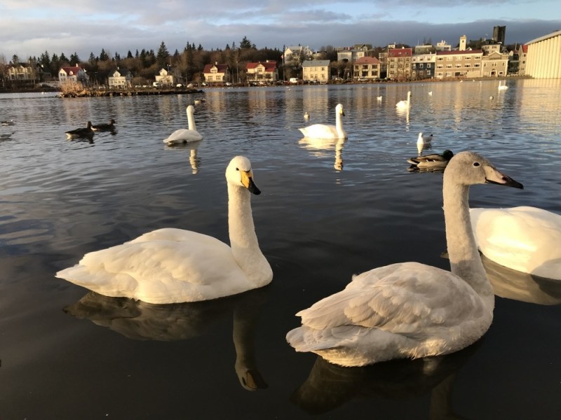 冰島行前規劃│雷克雅維克景點、租車、美食、出入境資訊
