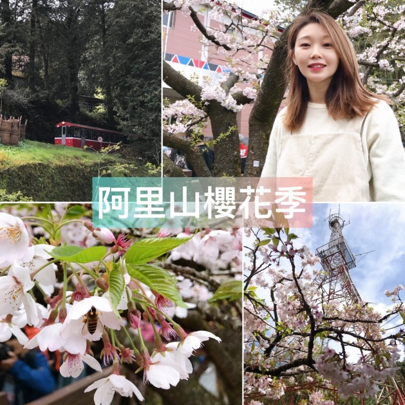 2022阿里山櫻花季》賞櫻必拍景點、推薦路線、日出祝山小火車攻略、園區資訊