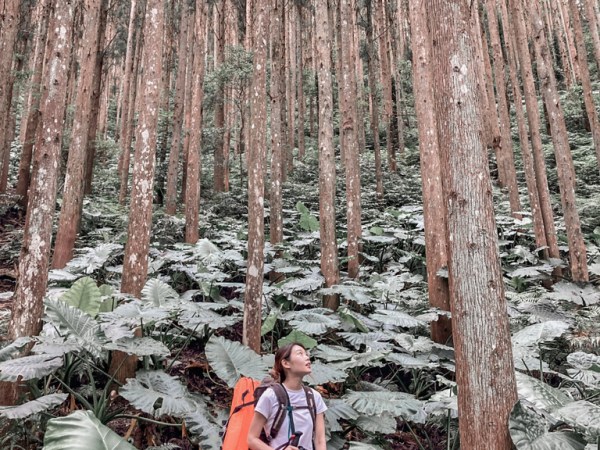 森林系「高島縱走」Chill登山野營！單攻也行！新手裝備路線交通指引