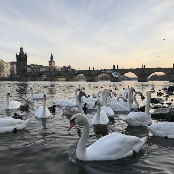 捷克布拉格│ 查理大橋 Charles Bridge&nbsp;最美視角！河畔天鵝來入鏡