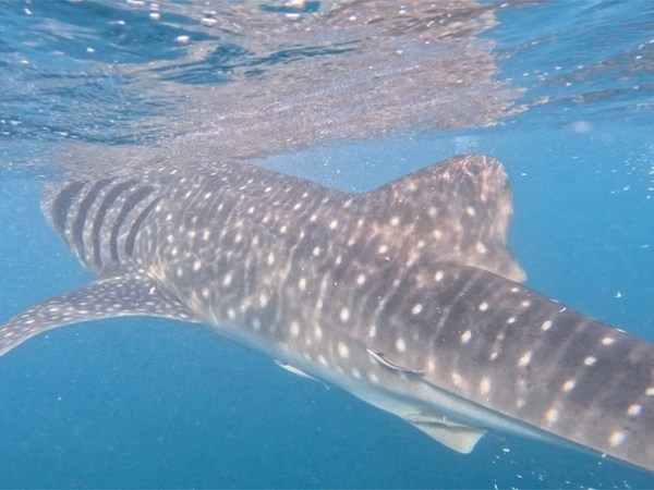 2023疫情後的菲律賓│宿霧薄荷島行前準備、景點介紹、注意事項