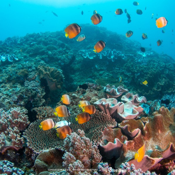 墾丁藍洞潛水 PADI OW初級潛水三天兩夜考照&nbsp;全台唯一船潛上課！