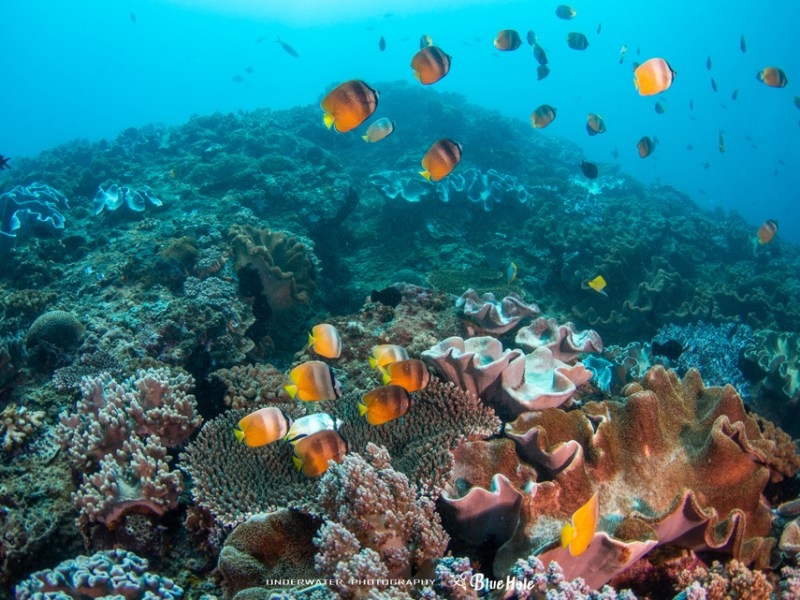 墾丁藍洞潛水 PADI OW初級潛水三天兩夜考照&nbsp;全台唯一船潛上課！